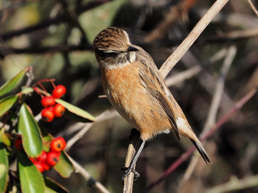 Saltimpalo  (Saxicola torquatus) ♂♀